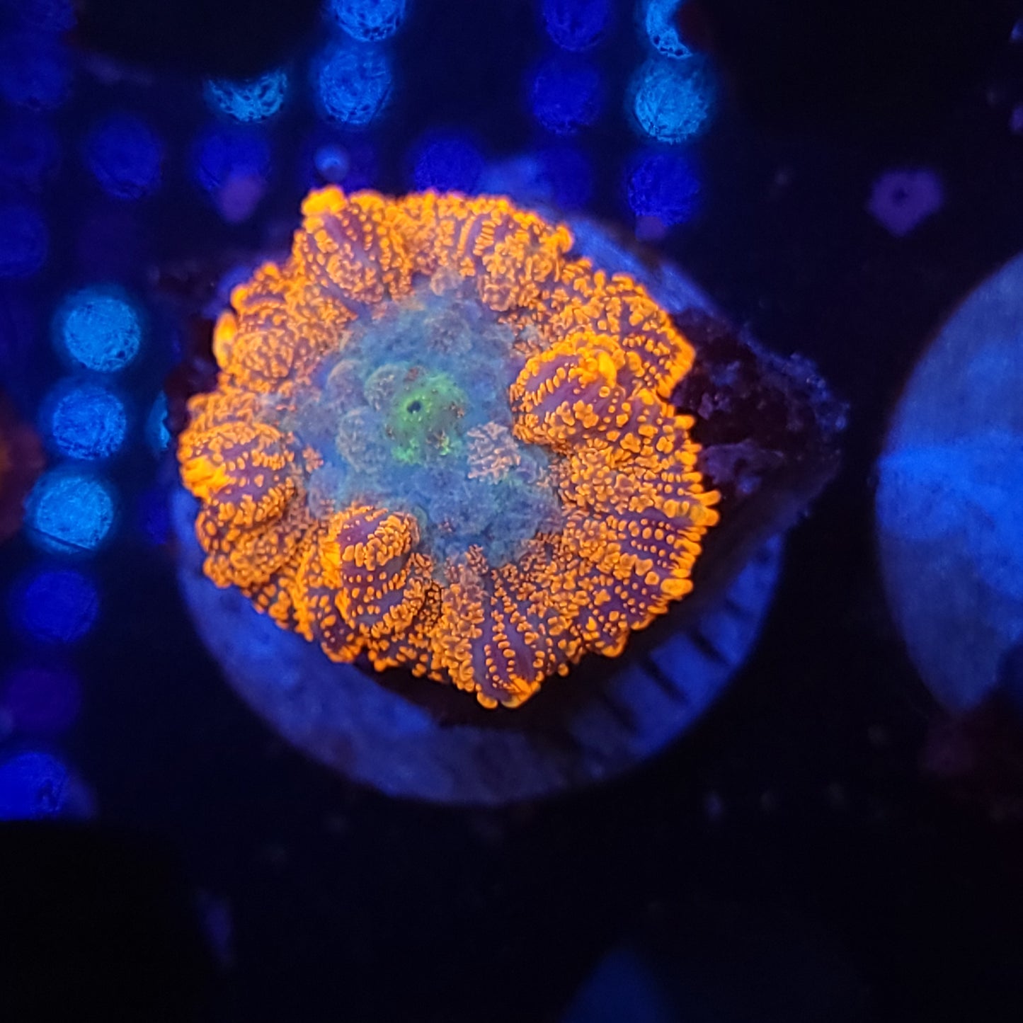 Agent Orange Rhodactis Mushroom