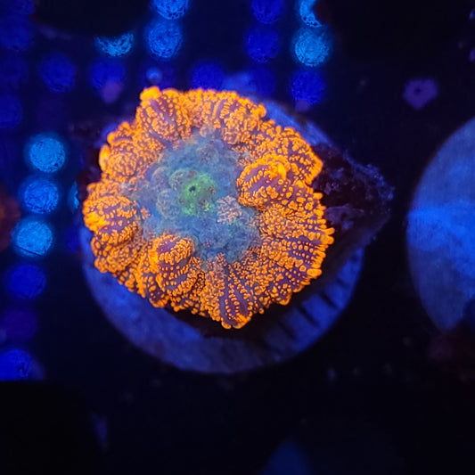 Agent Orange Rhodactis Mushroom