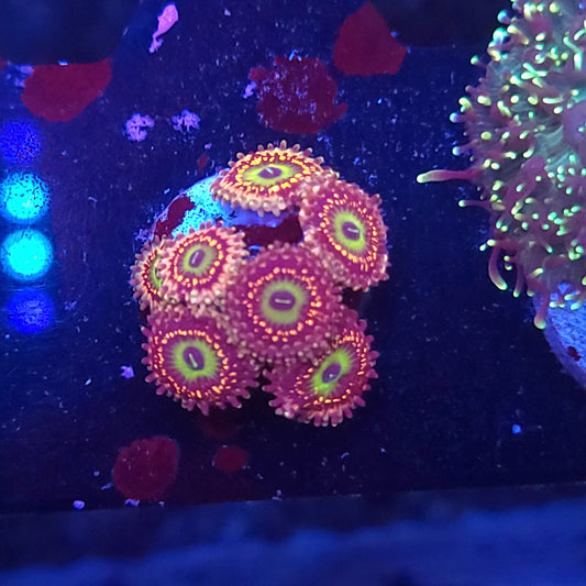 Unicorn Fart Zoas