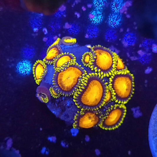 Golden Mandrin Zoas