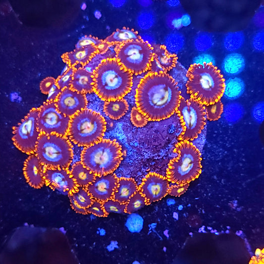 Fire and Ice Zoas