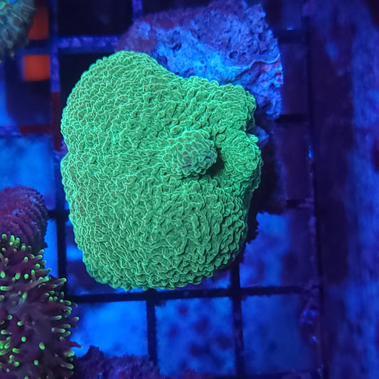 Neon Green Elephant Ear Mushroom