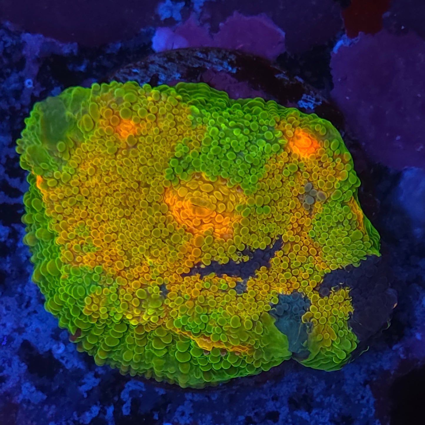 Super Nice Mummy Eye Meltdown Chalice (Video in pics)