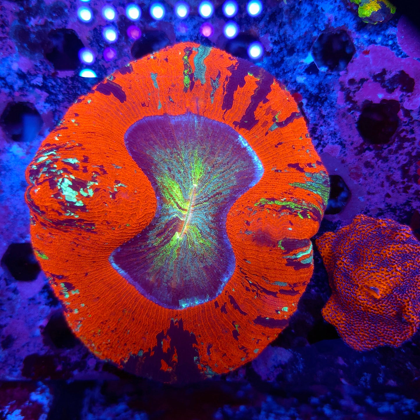 XL Bright Red Rainbow Wellso (Video in pics)
