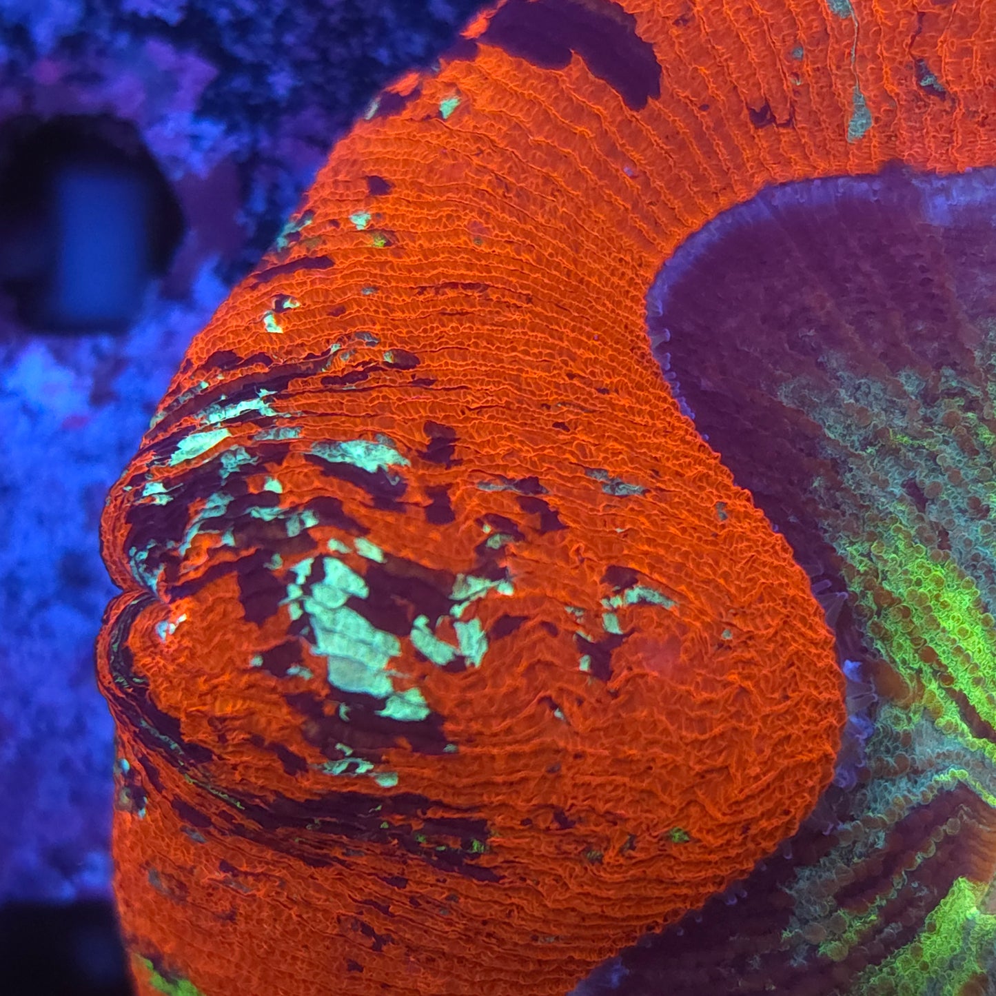 XL Bright Red Rainbow Wellso (Video in pics)