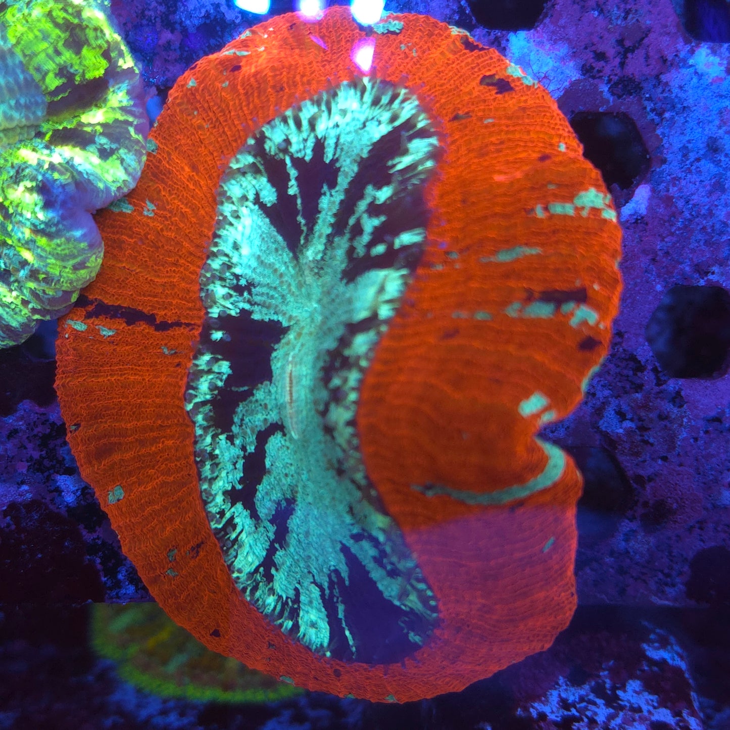 Large Bright Red Wellso (Video in pics)