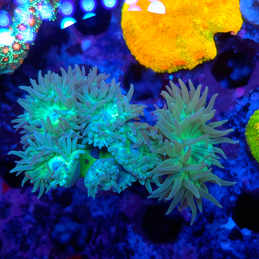 Duncan Colony