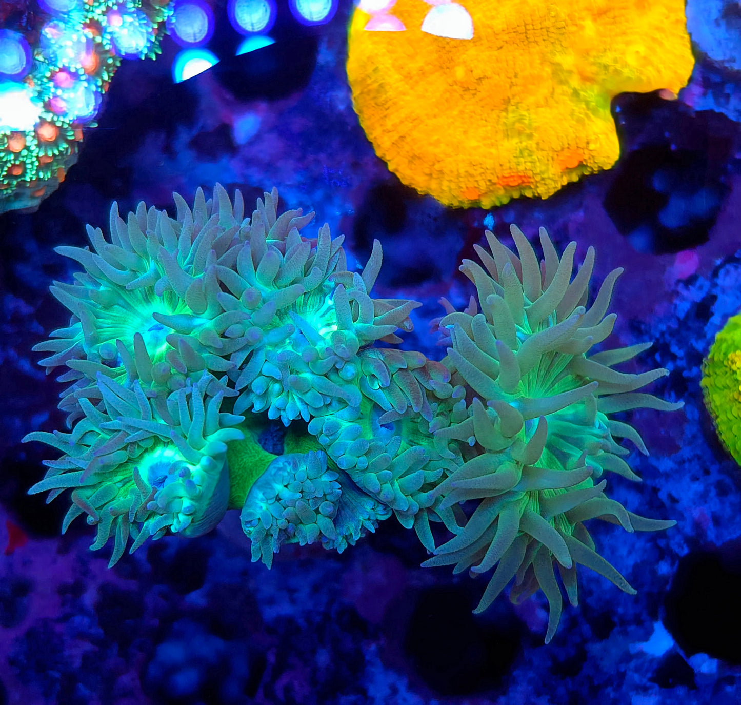 Duncan Colony
