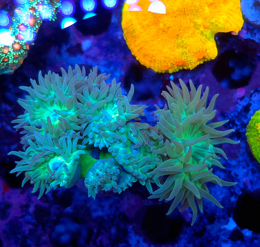 Duncan Colony