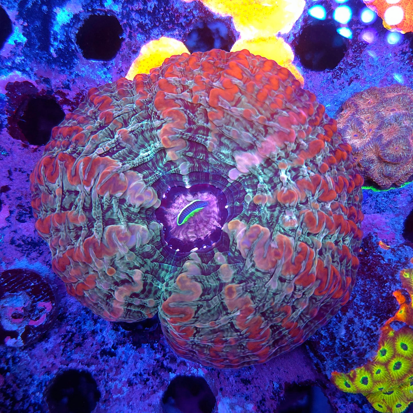 Rainbow Indophyllia (Video in pics)