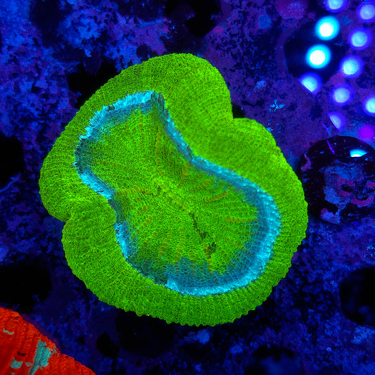 Bright Neon Green Trachy