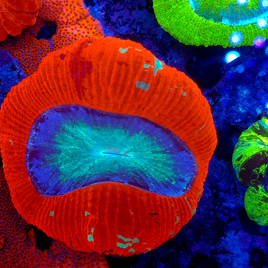 Bright Red Wellso