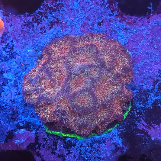 Grownout Glitter Rainbow Favia