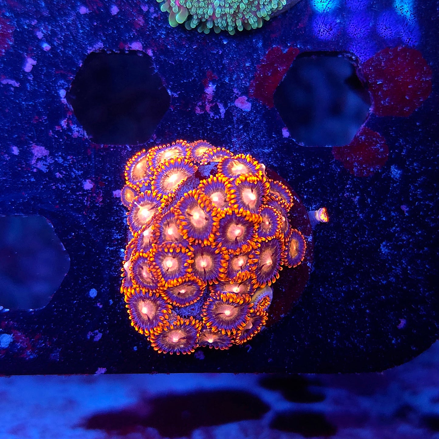 Burning Embers Zoas