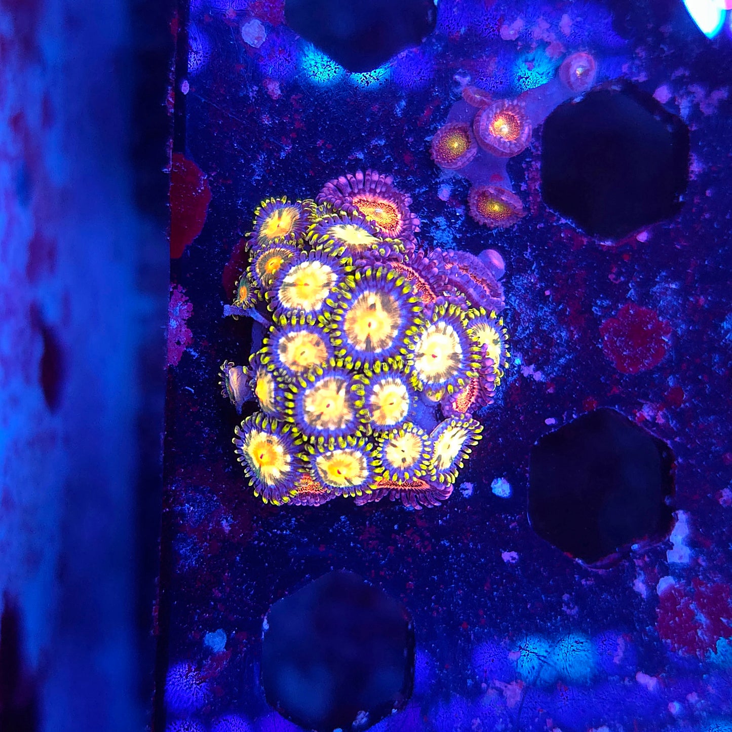 Laser Lemon Zoas