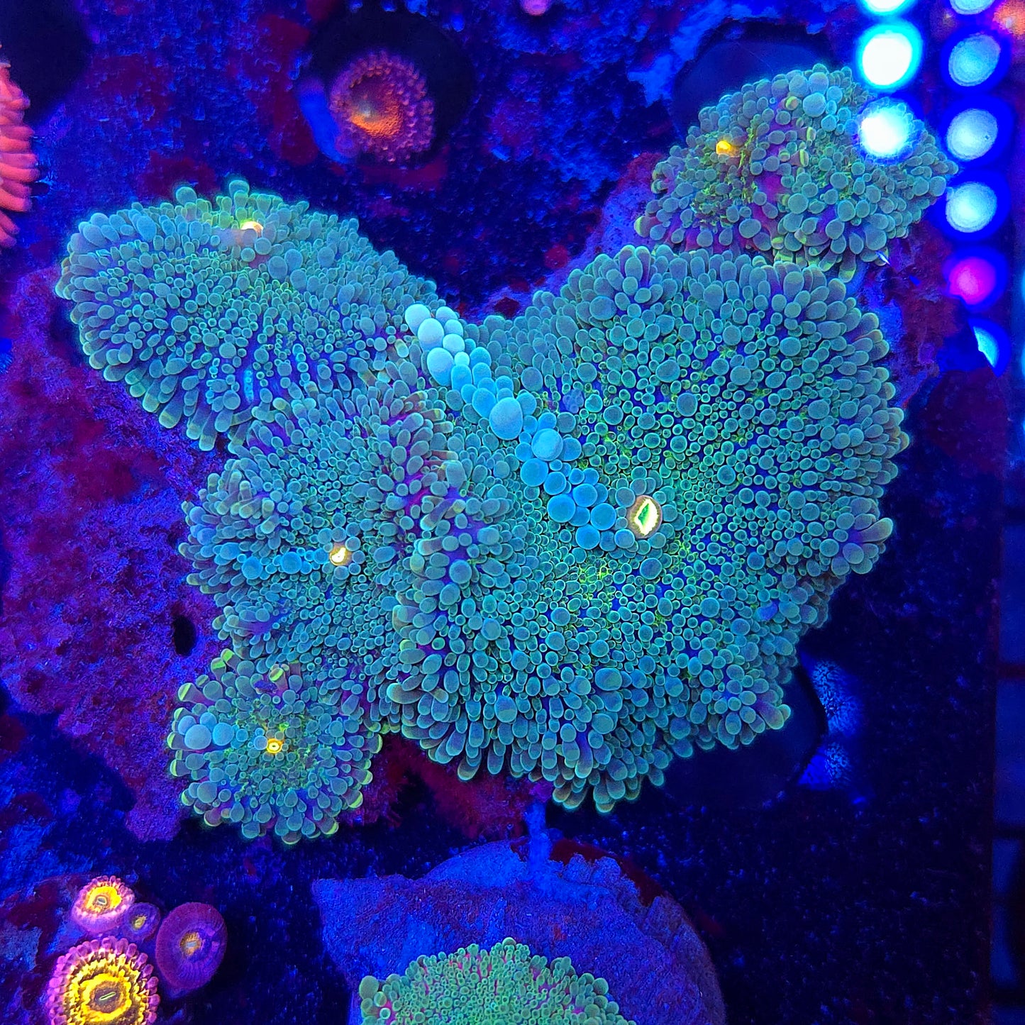 Passion Fruit Bubble Yuma Colony Rock (Video in pics)