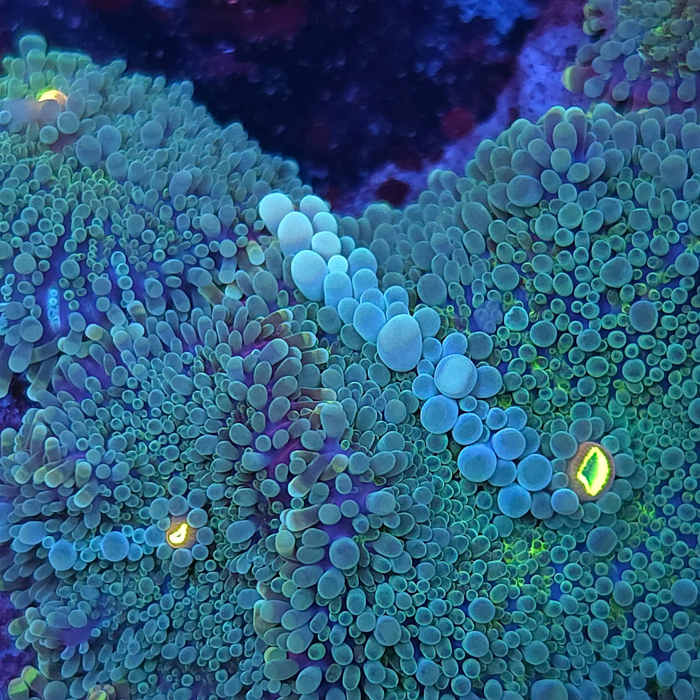 Passion Fruit Bubble Yuma Colony Rock (Video in pics)