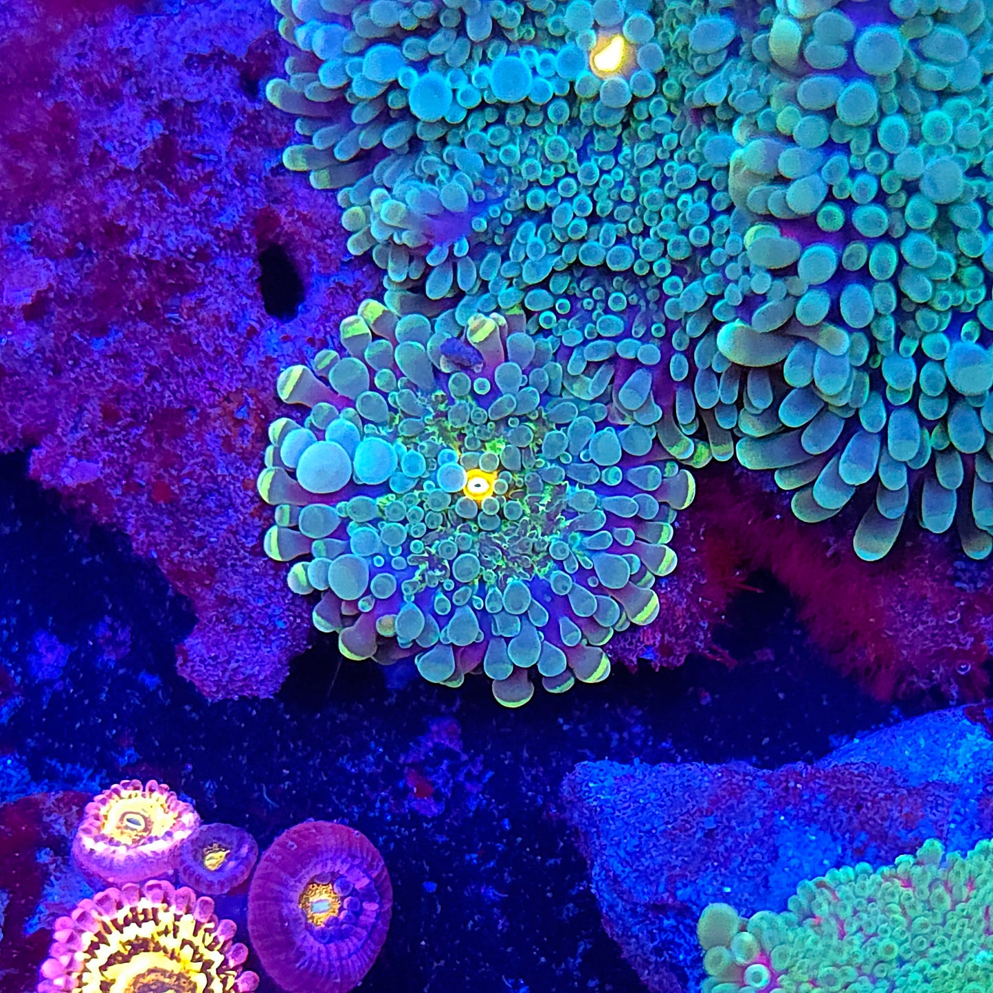 Passion Fruit Bubble Yuma Colony Rock (Video in pics)