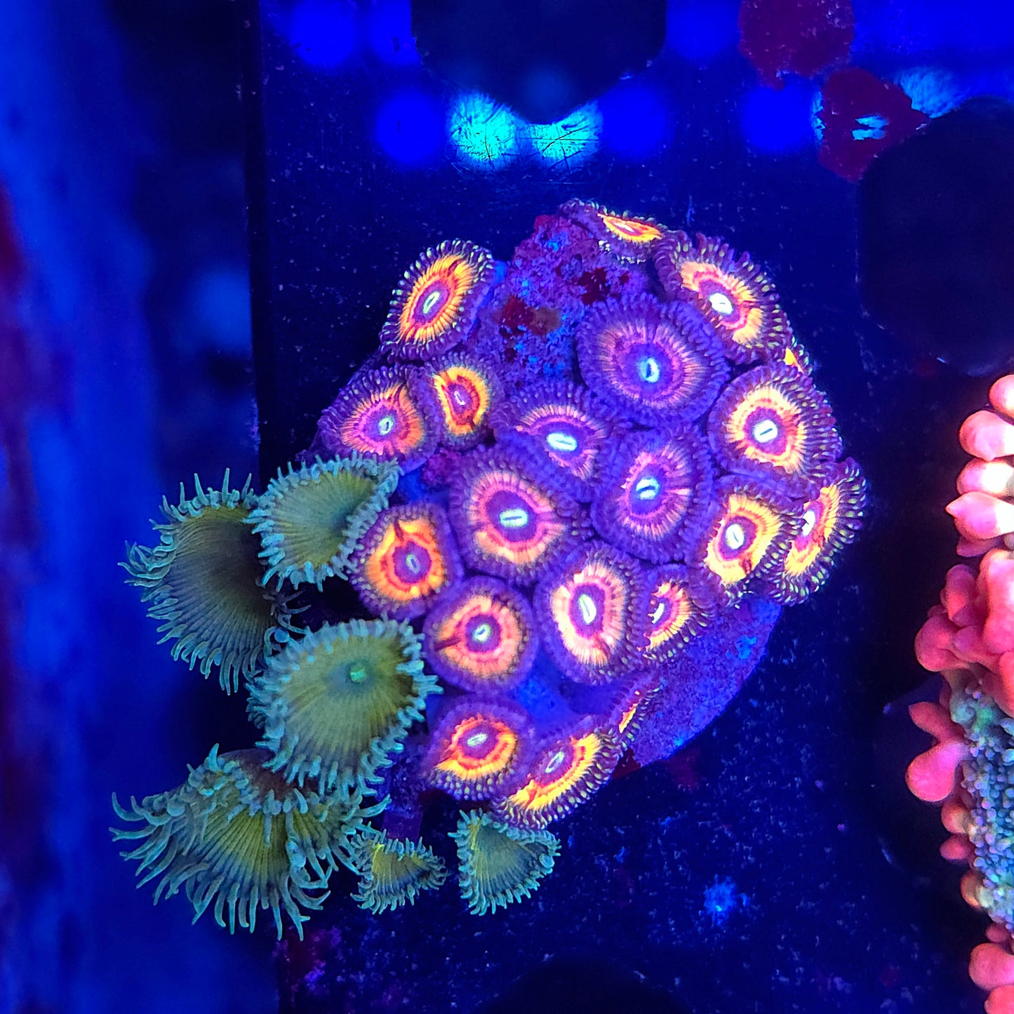 Zoa Mix Combo