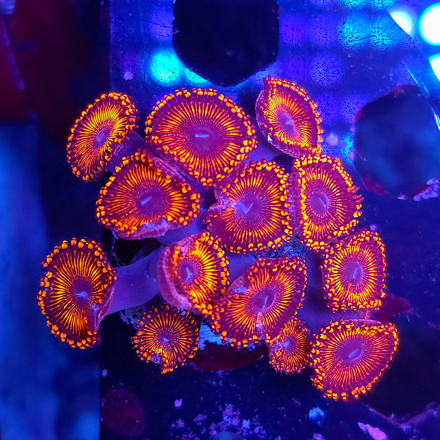 Inferno Palys