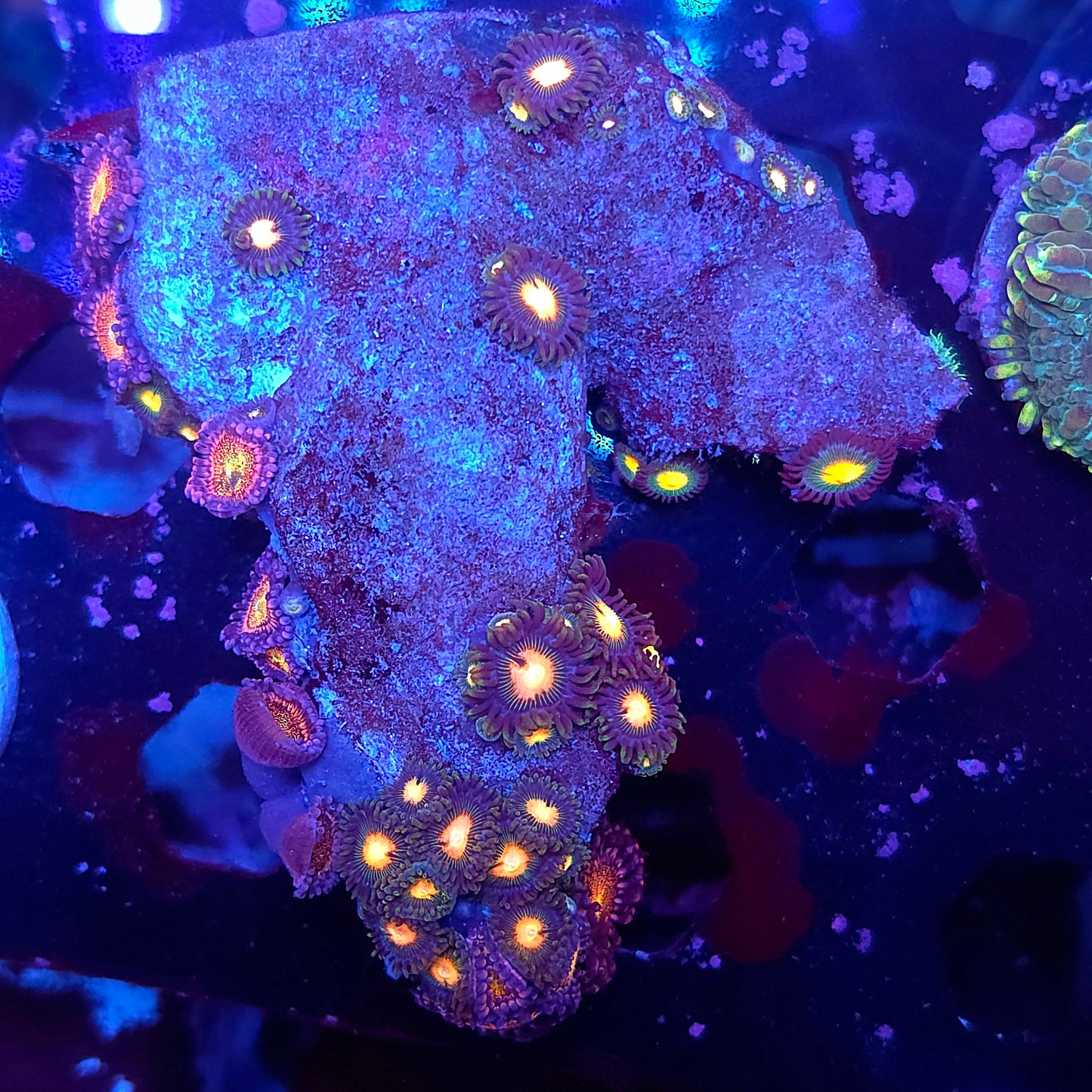 Zoa Combo Rock