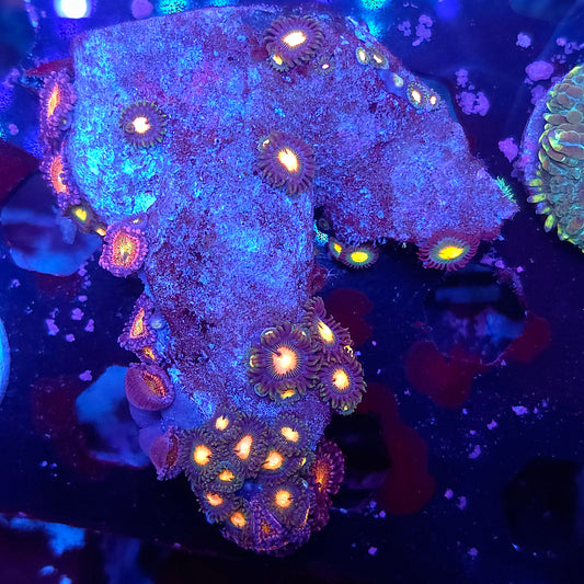 Zoa Combo Rock