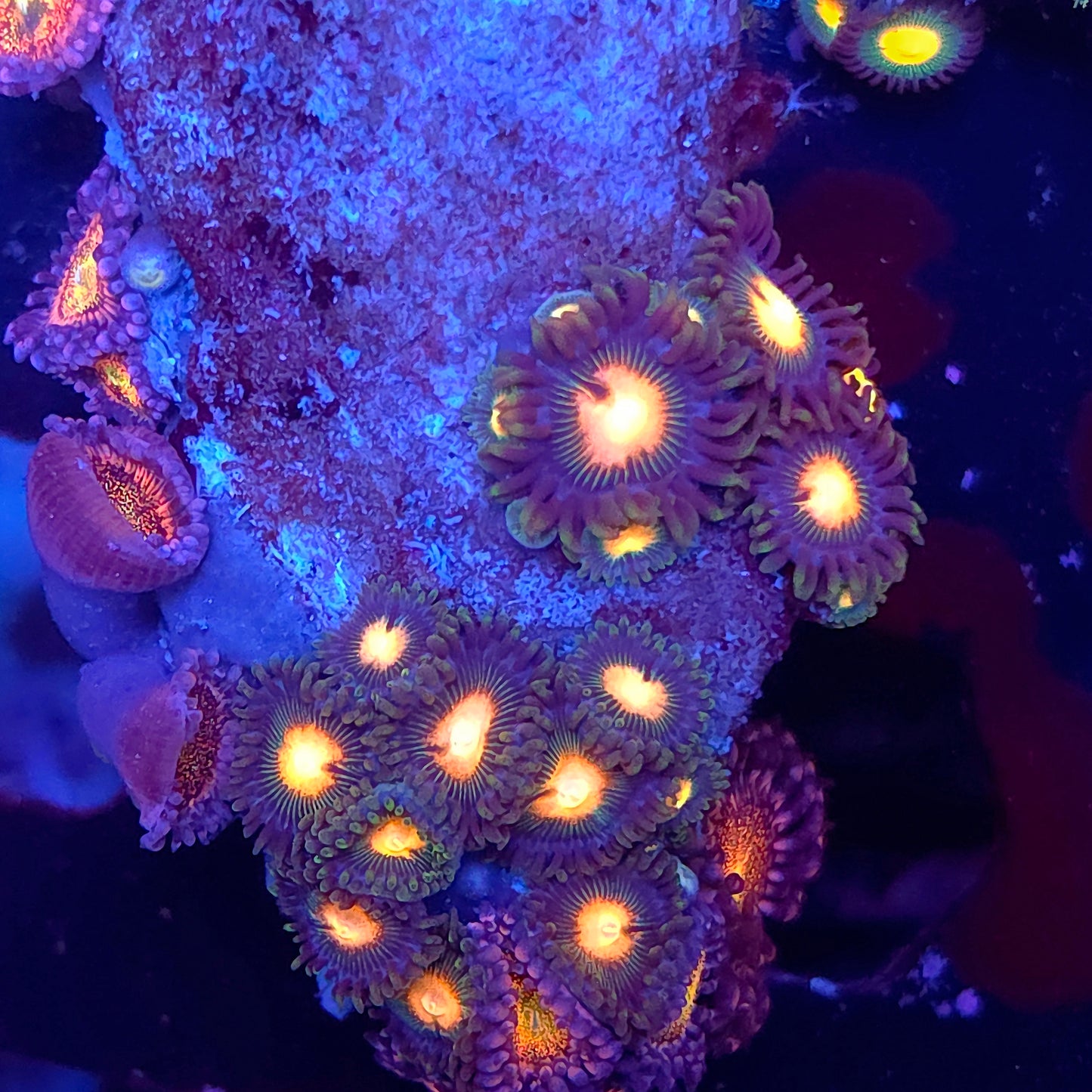Zoa Combo Rock