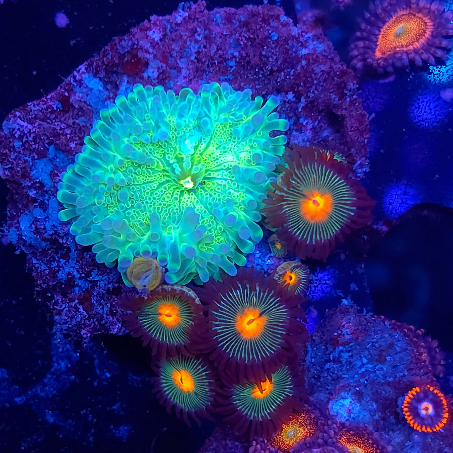 Goosebump Yuma and Zoa Combo