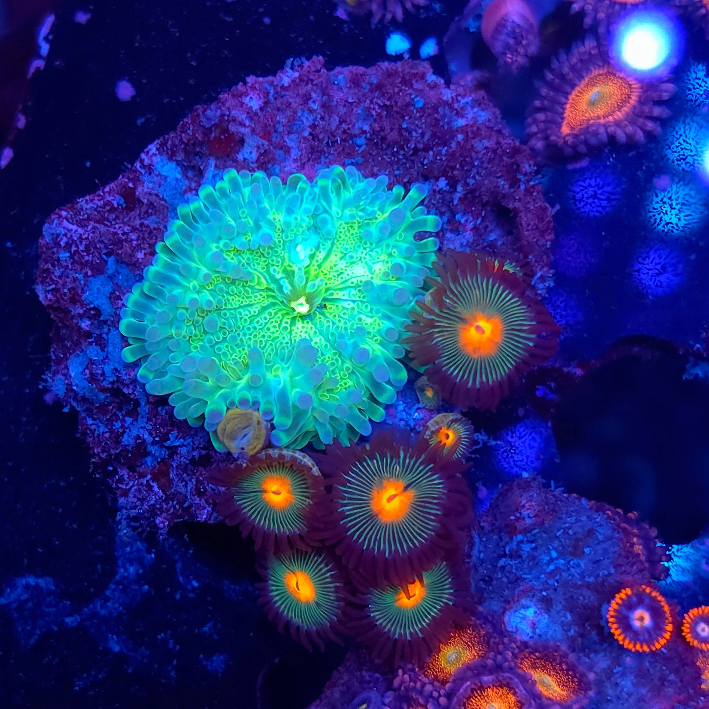 Goosebump Yuma and Zoa Combo