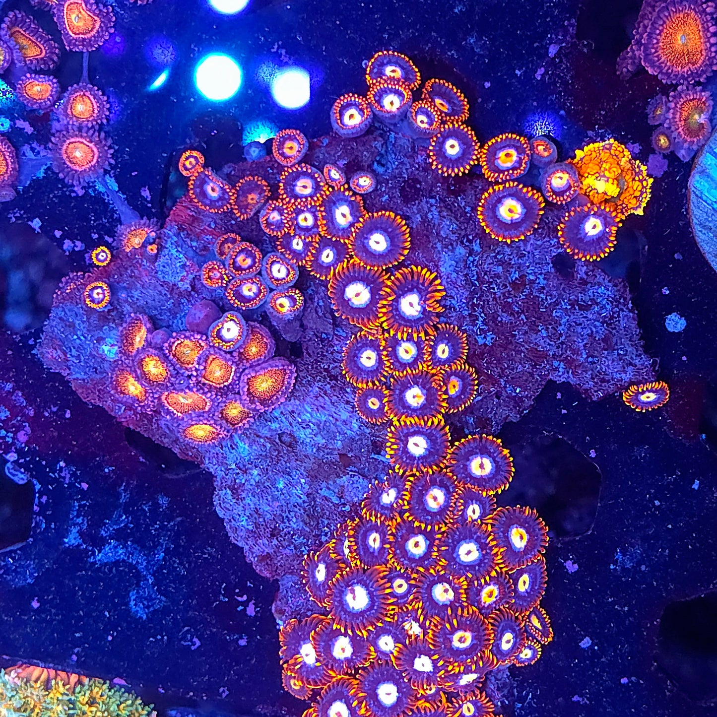 Fire and Ice Zoa Combo Colony Rock (Video in pics)