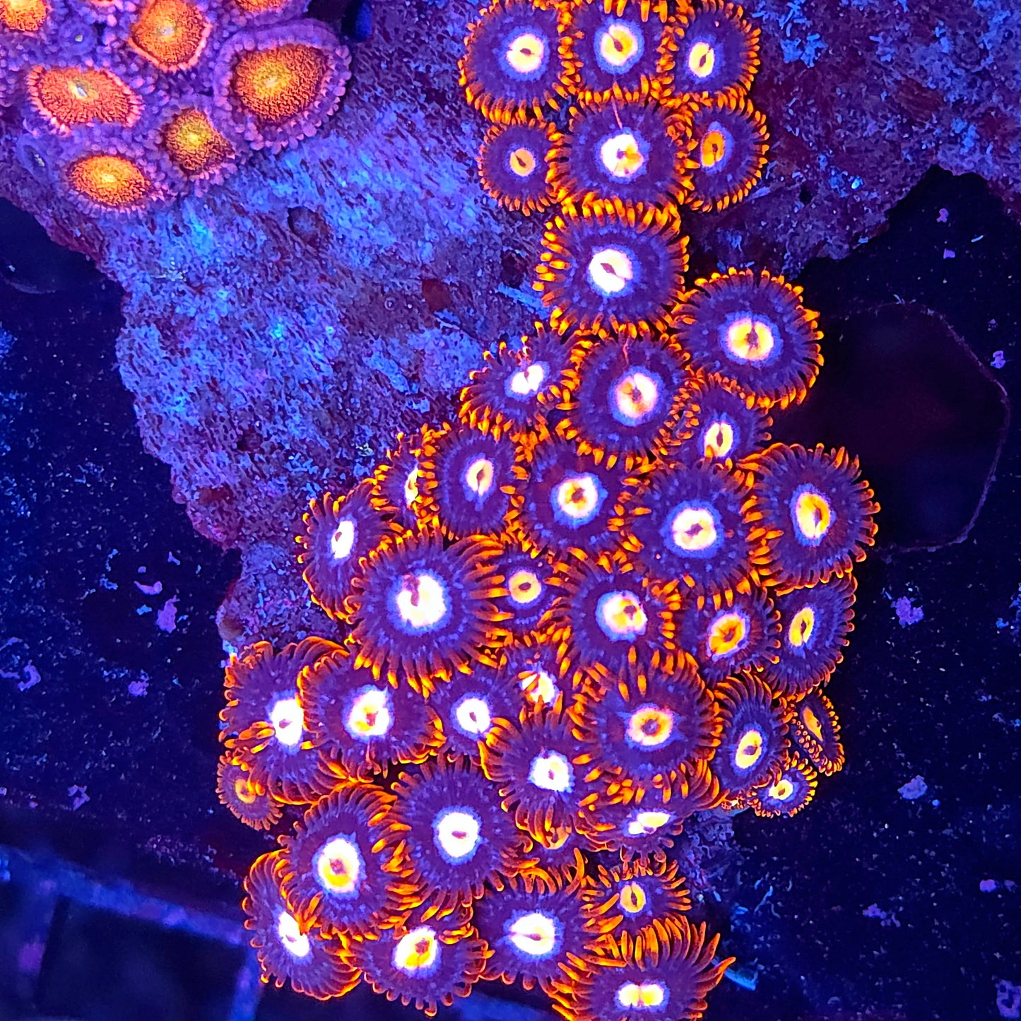 Fire and Ice Zoa Combo Colony Rock (Video in pics)
