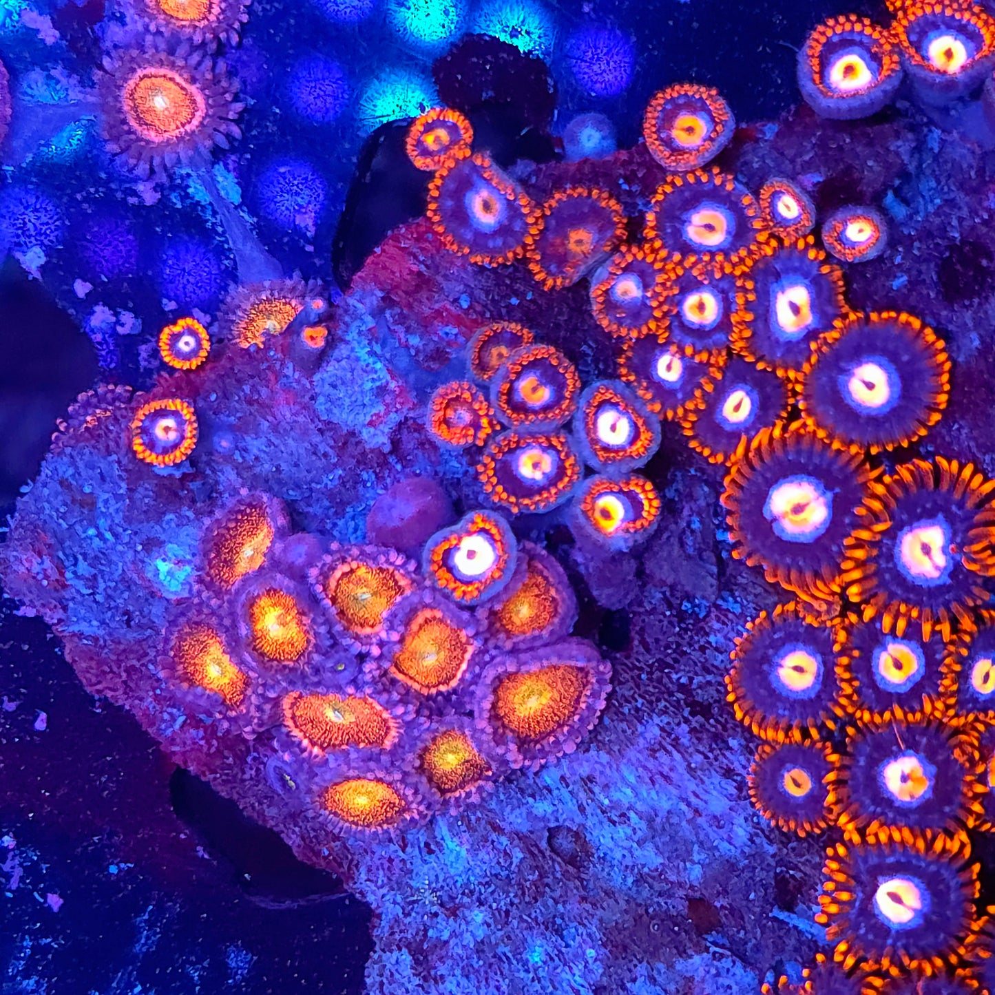 Fire and Ice Zoa Combo Colony Rock (Video in pics)