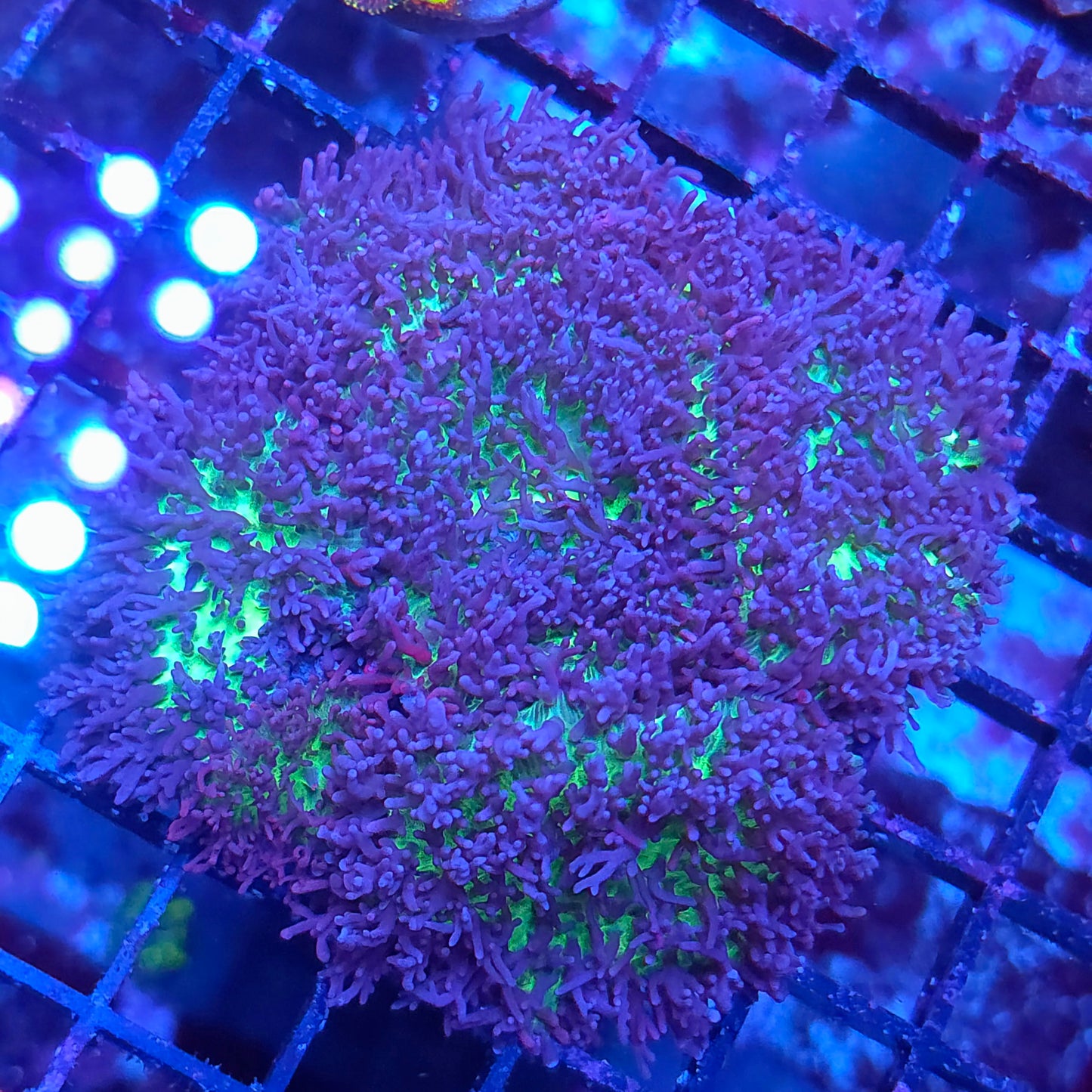 Crazy Carpet Mushroom Colony Rock (Video in pics)