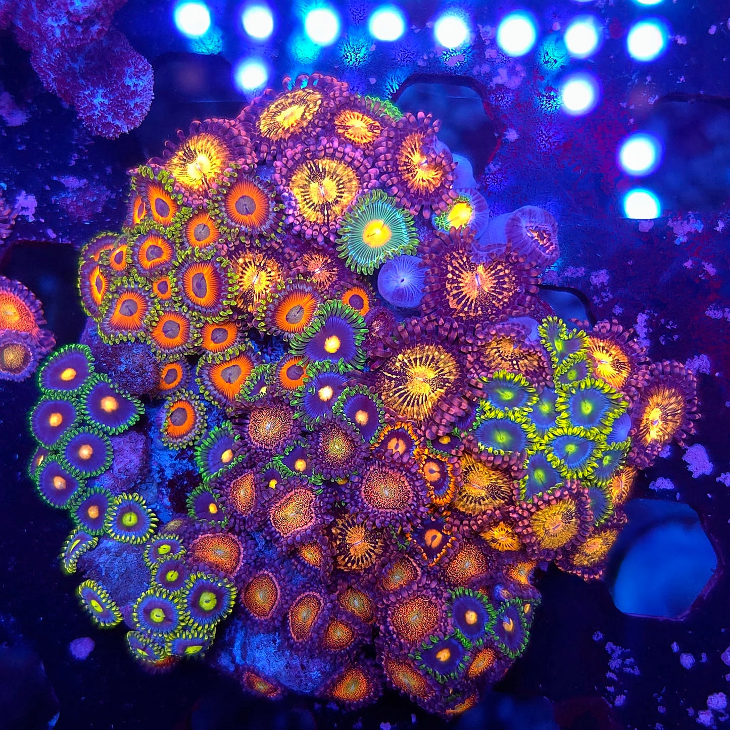 Crazy Mix Zoa Plate