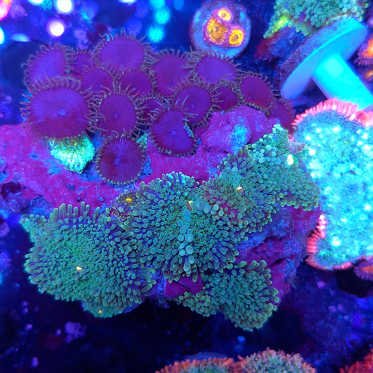 Passion Fruit Bubble Yumas and Purple Death Palys Combo Rock (Video in pics)