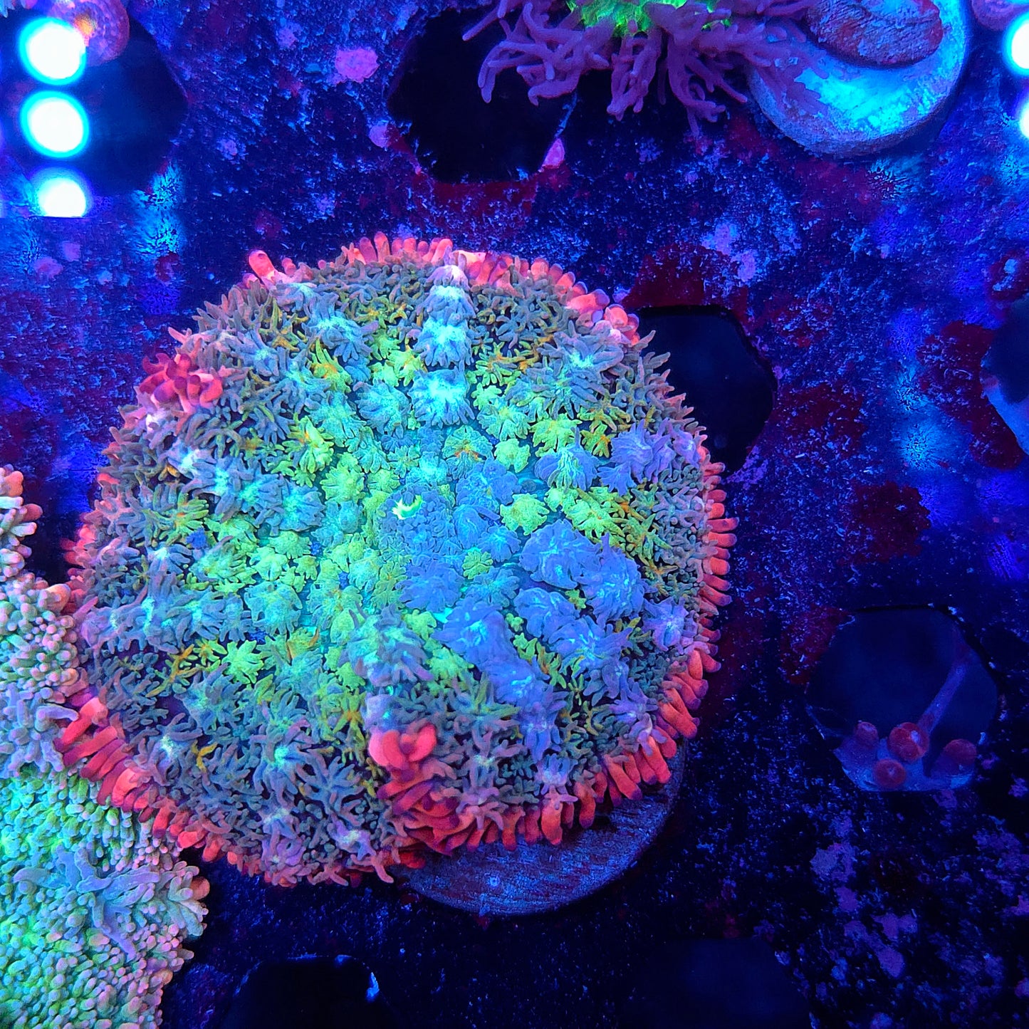 Insane Rainbow Frank Mushroom Starting to Bounce (Video in pics)