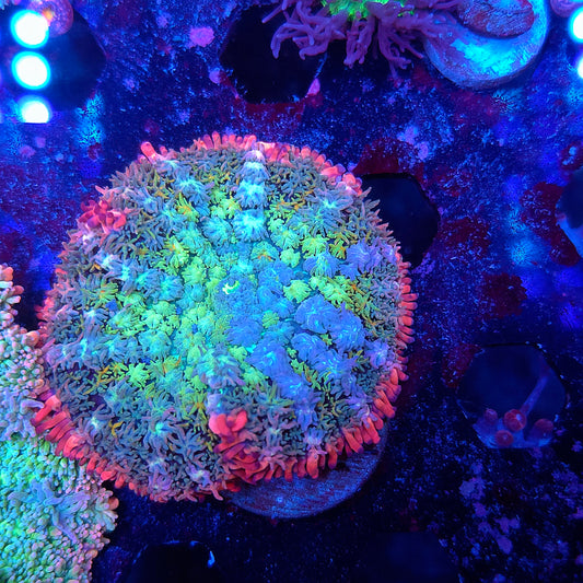 Insane Rainbow Frank Mushroom Starting to Bounce (Video in pics)
