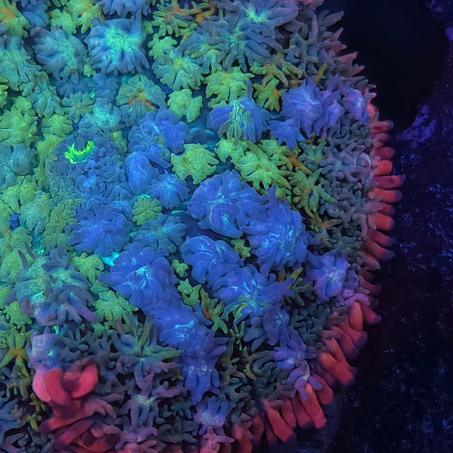 Insane Rainbow Frank Mushroom Starting to Bounce (Video in pics)