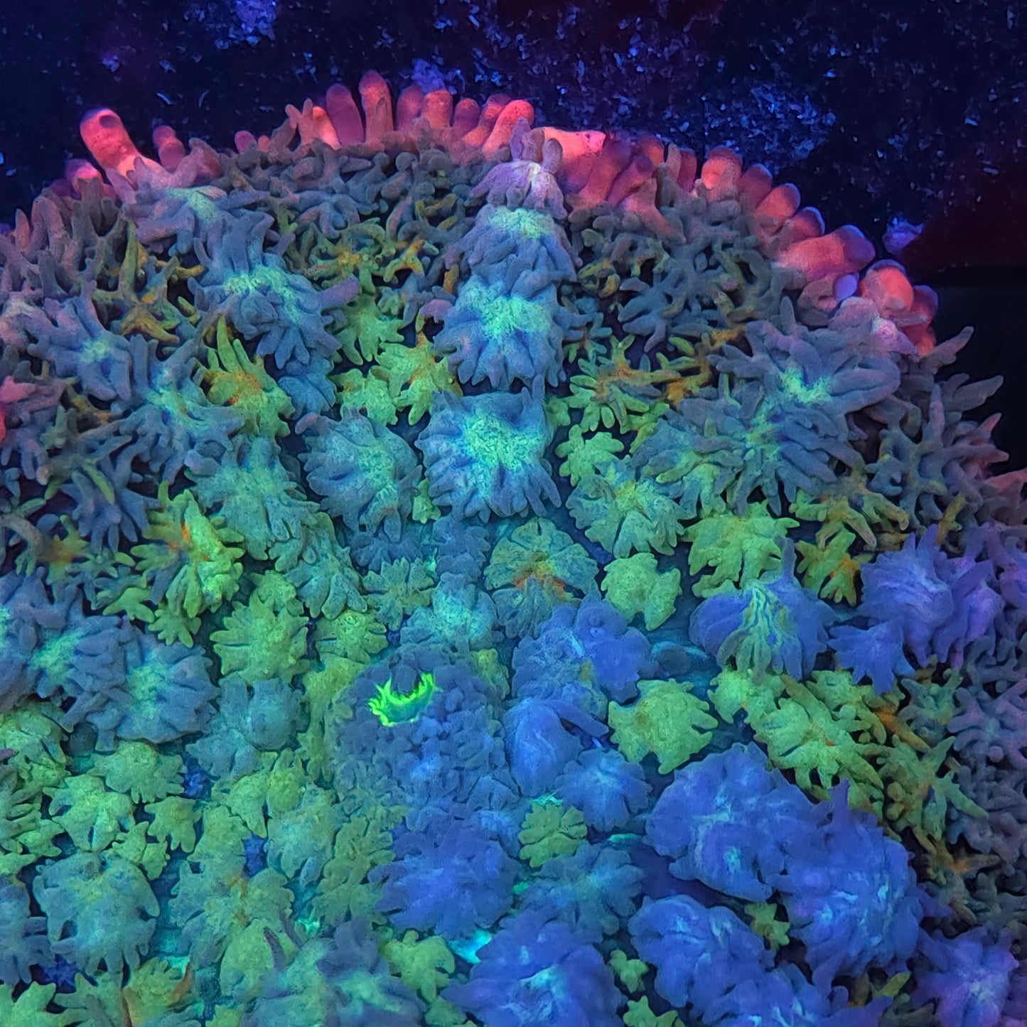 Unique Bounce Rainbow Frank Mushroom (Video in pics)