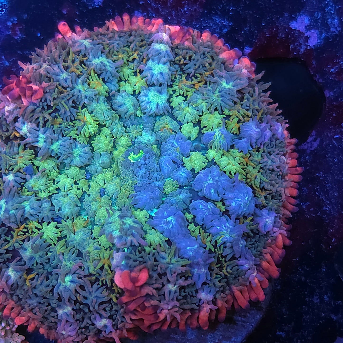 Insane Rainbow Frank Mushroom Starting to Bounce (Video in pics)