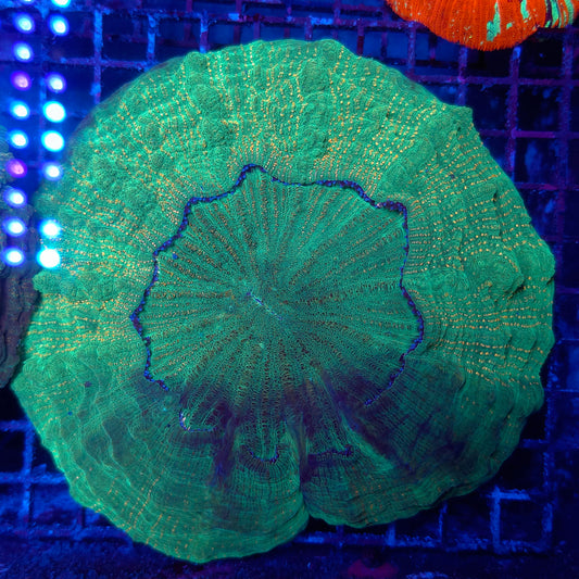 XXL Orange Splatter Acantho (Video in pics)