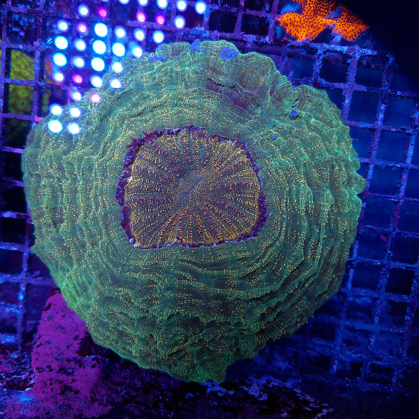 XXL Orange Splatter Acantho (Video in pics)