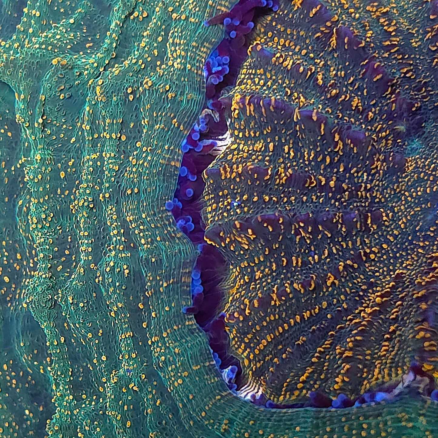 XXL Orange Splatter Acantho (Video in pics)