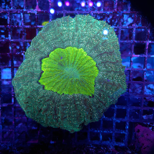 Toxic Center Orange Splatter Acantho (Video in pics)
