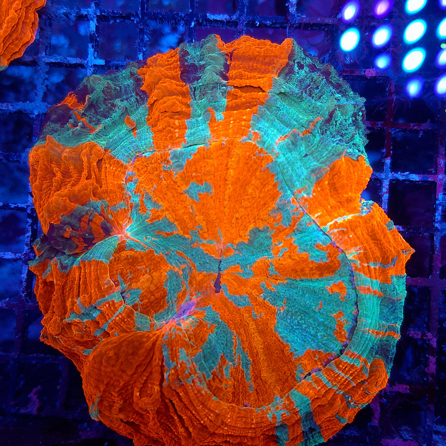 Super Bright XL Rainbow Acantho (Video in pics)
