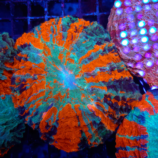 Crazy Rainbow Stripe Acantho (Video in pics)