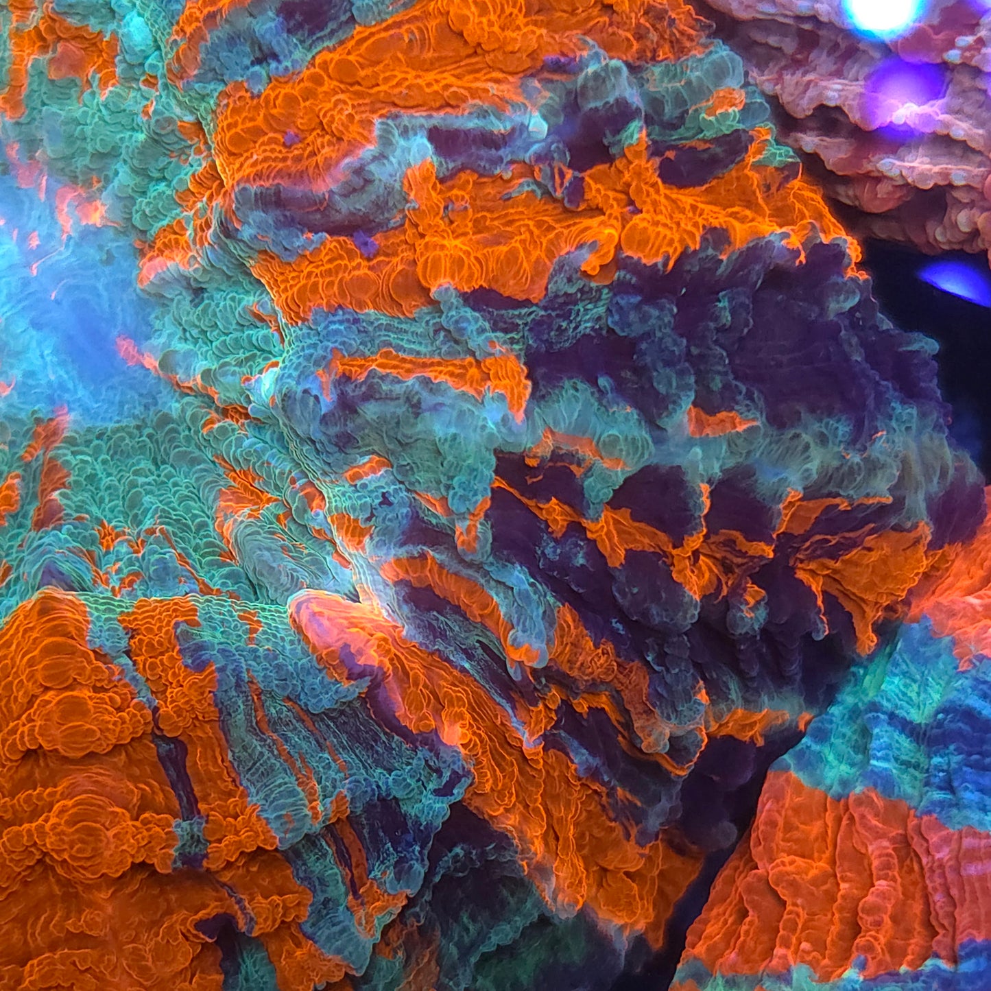 Crazy Rainbow Stripe Acantho (Video in pics)