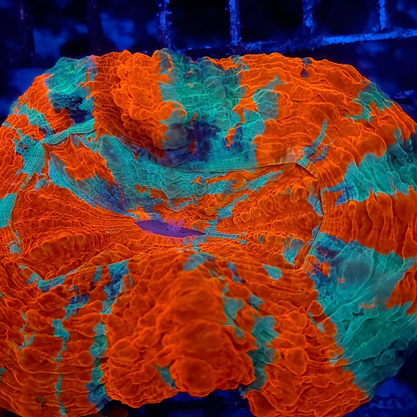 Super Bright Rainbow Acantho (Video in pics)