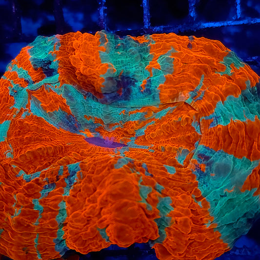 Super Bright Rainbow Acantho (Video in pics)