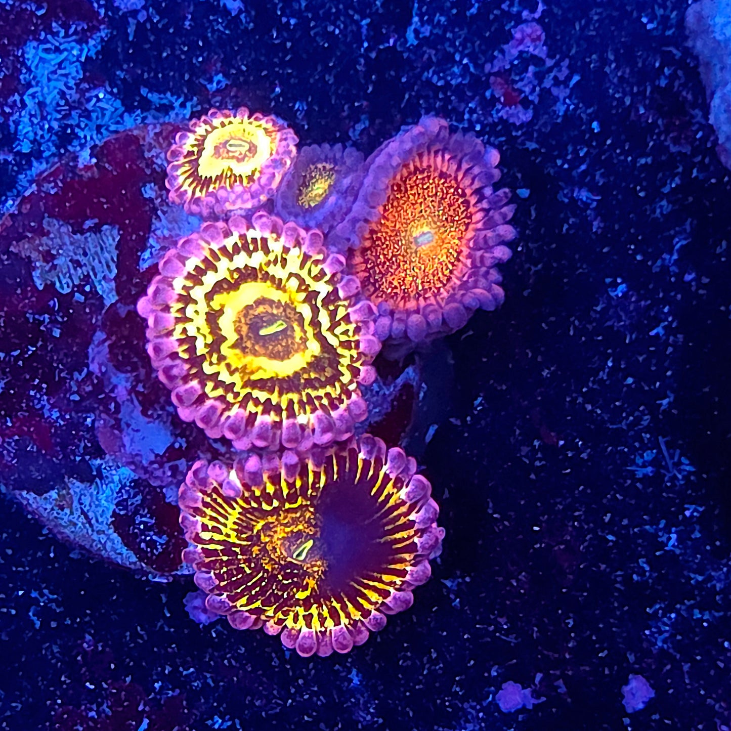 Stratosphere Zoa Combo